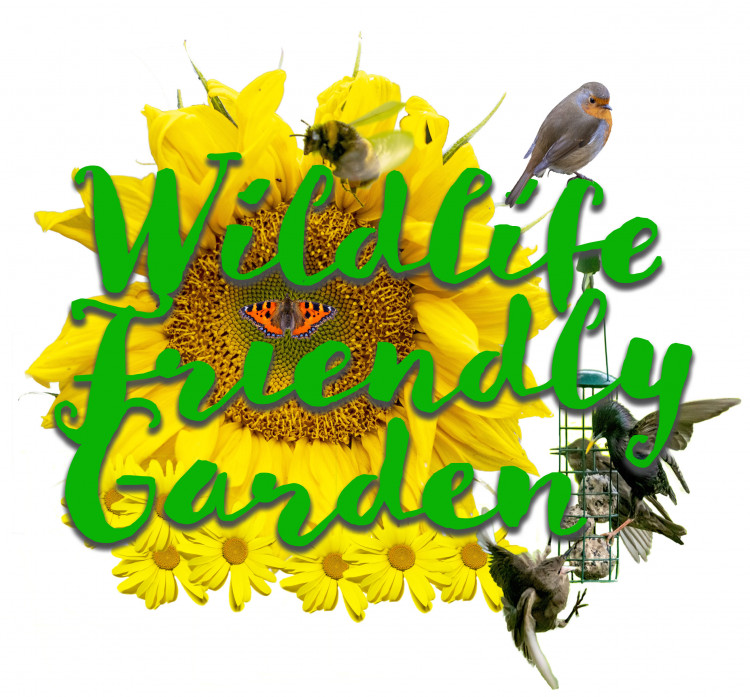 Wildlife Friendly Garden Competition