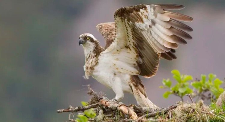 Delve into the thirty years of Rutland Osprey Project and how they are marking their anniversary (Photo: Rutland Osprey Project)