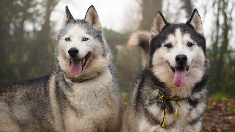Dogs Trust is showing off its duos and trio looking for new homes (image via Dogs Trust)