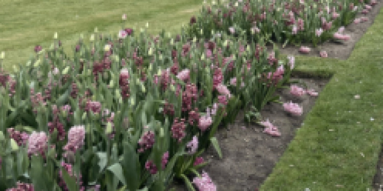 The Esther Project is looking for volunteers to help support its allotment garden (image via Nub News) 