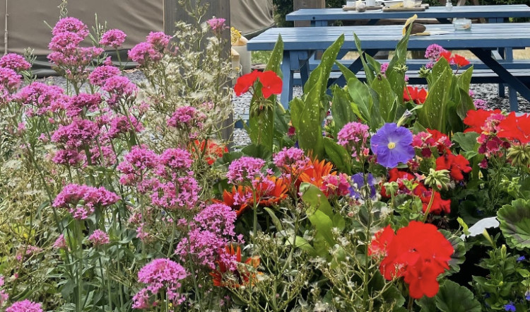 The Esther Project is looking for volunteers to help support its allotment garden (image via Nub News) 