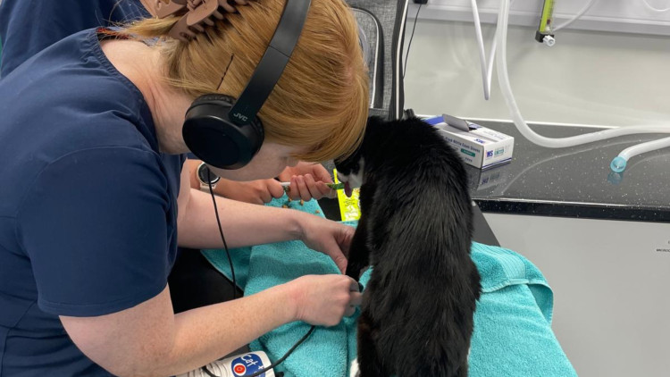 Nurses perform a blood pressure test on a cat - one of the new benefits of Wright & Morten's Pet Health Club plan (Credit: Supplied)