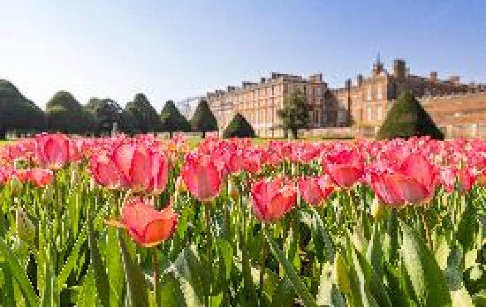 ampton Court Palace's Tulip Festival will return on 3 April (Credit: Historic Royal Palaces)