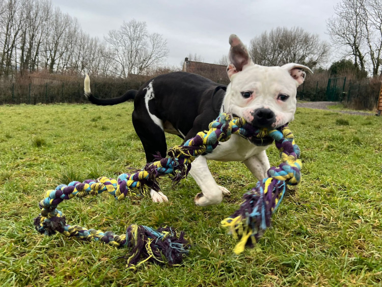 Happy Landings Animal Rescue unveiled a monthly lottery for raising funds to aid suffering animals. 