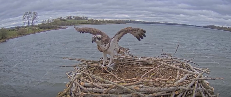 Rutland's most successful breeding female osprey has returned to her regular nest at Rutland Water (Photo: Rutland Osprey Project)