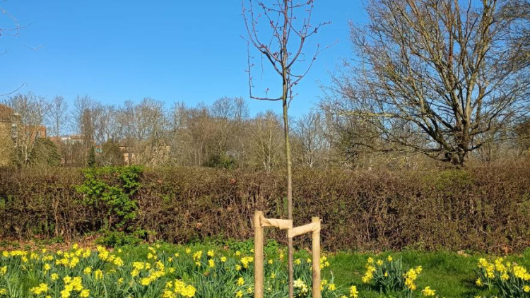 The new trees will join around 12,000 existing council-maintained trees across Kingston’s green spaces, streets and housing estates (Credit: Kingston)