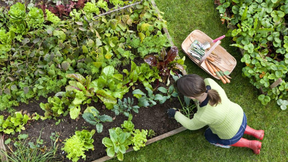 Residents of Wells are invited to the Act To Adapt: Homes and Gardens event at Wells Town Hall on Monday, 30 March, focusing on food growth and climate resilience