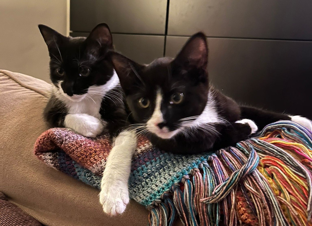 Two kittens found in a bin bag near the Macclesfield Canal have moved into their forever home (Credit: Wright & Morten Vets)