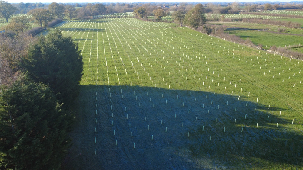 Cheshire East has planted 168 football pitches worth of new woodland in the borough, including on the Batherton Estate, near Nantwich (Photo: CEC).