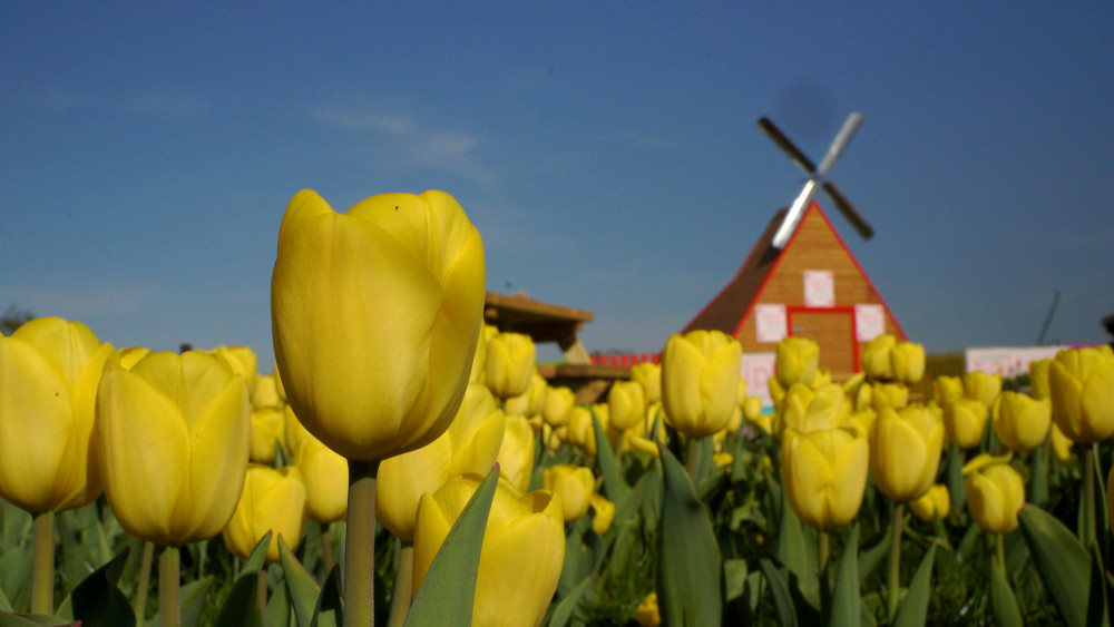 Farmer Richard Bower used to work for a flower company (image via Lower Drayton Farm)