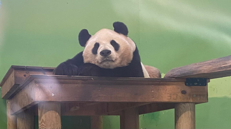 Plans have been submitted for a panda sanctuary in Congleton (Credit: Supplied)
