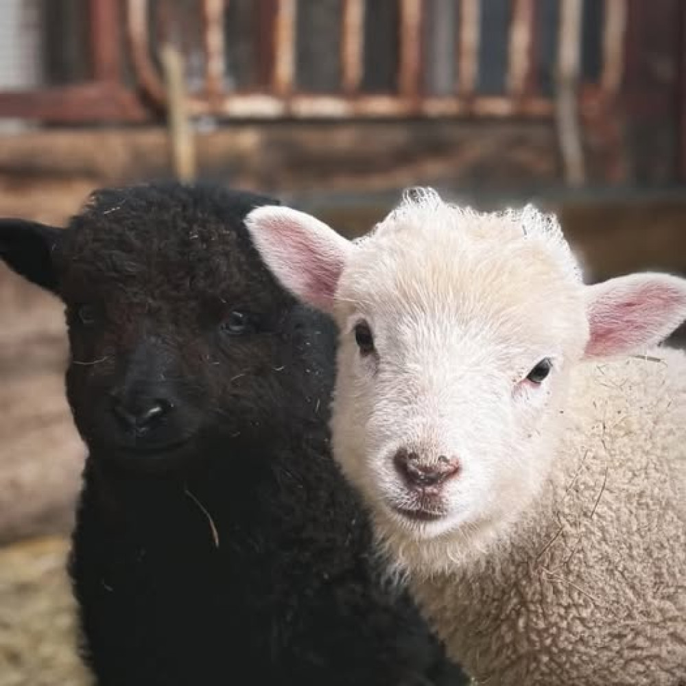 Help bottle feed the lambs this Easter weekend with Rutland Farm Park (Photo: Rutland Farm Park)