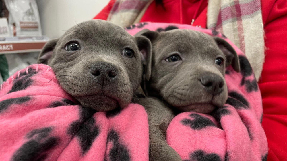 Congleton Veterinary Centre are currently offering a reduced price on their puppy and kitten vaccination courses (Credit: CVC)