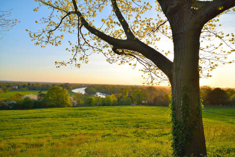 Richmond Hill Open Gardens 2026
