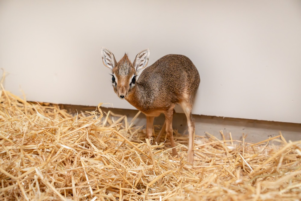 The tiny Kirk's dik-dik fawn, named Dotty, was born weighing just a few hundred grams (Image via: Chester Zoo)