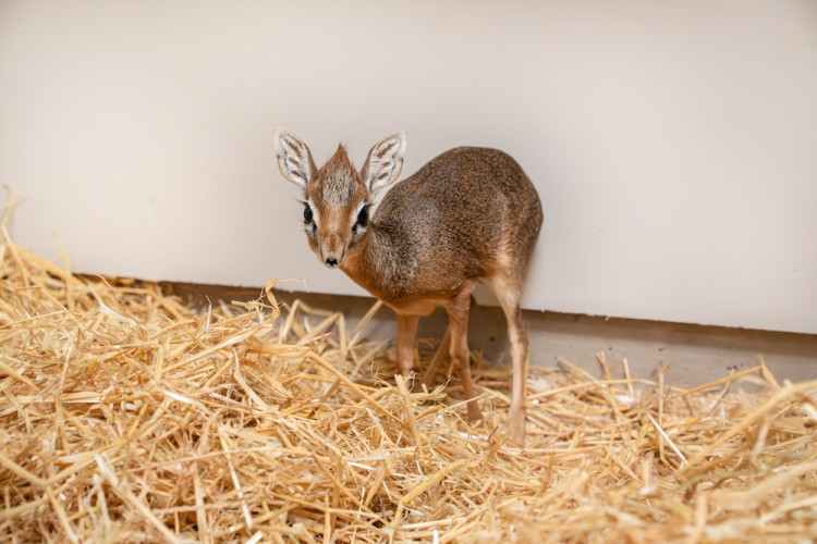 The tiny Kirk's dik-dik fawn, named Dotty, was born weighing just a few hundred grams (Image via: Chester Zoo)
