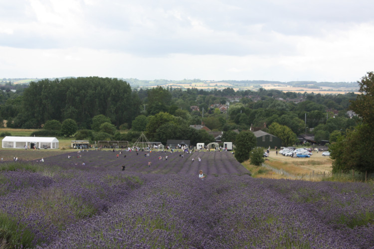Hitchin Lavender 