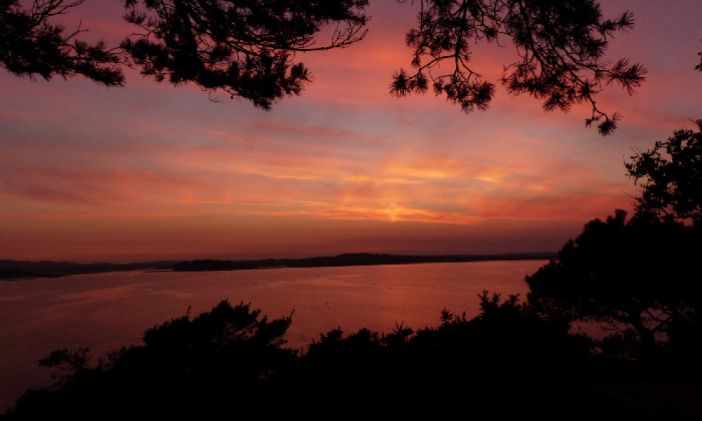 Evening Echoes: Bird and bat safari