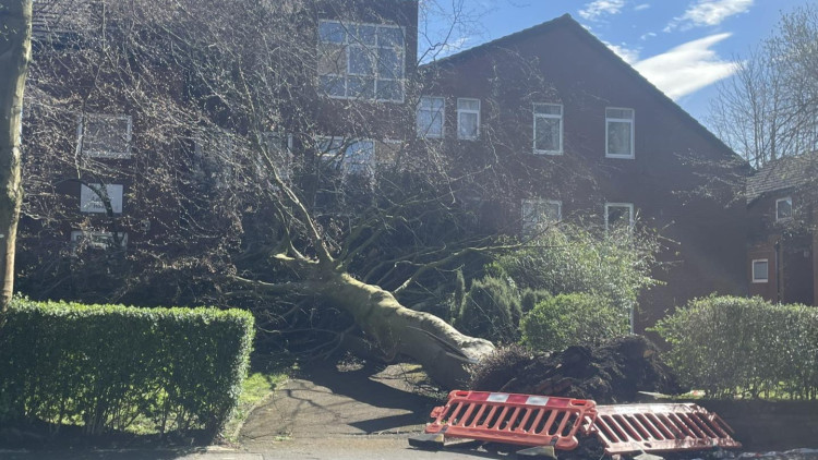 A tree has collapsed in Heaton Moor after being battered by winds brought by Storm Dave over the 2026 Easter Weekend (Image - Nub News)