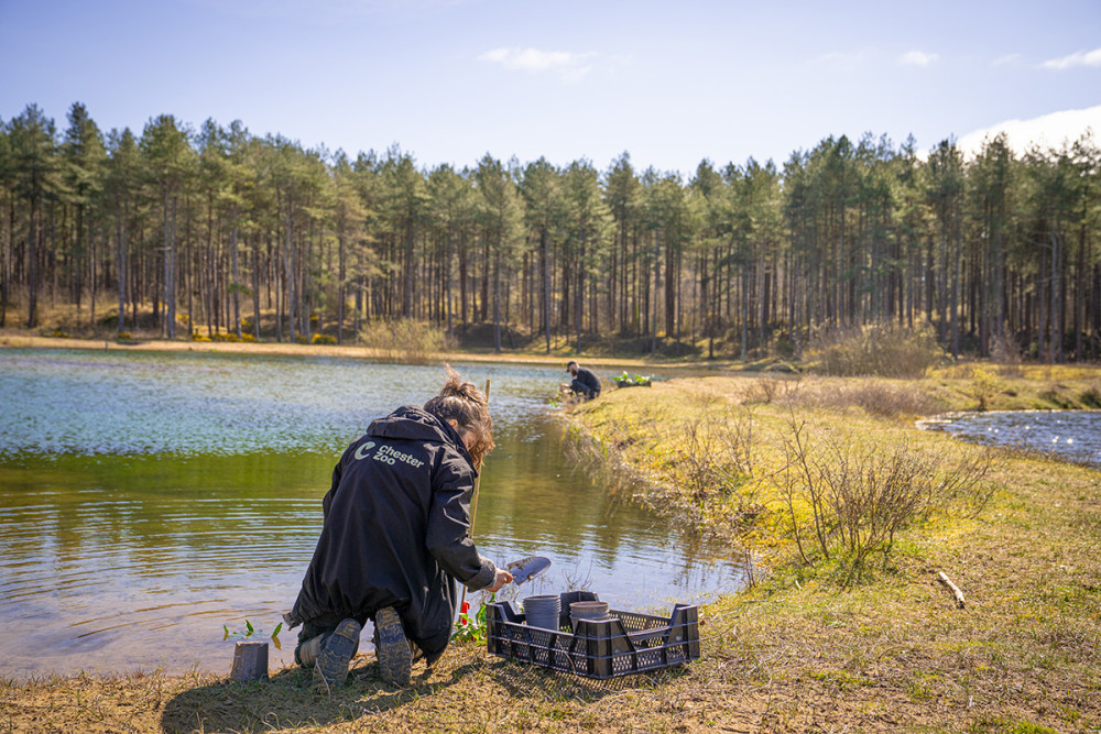 Fewer than 5,000 Shore Dock plants remain in the wild worldwide (Image via: Chester Zoo)