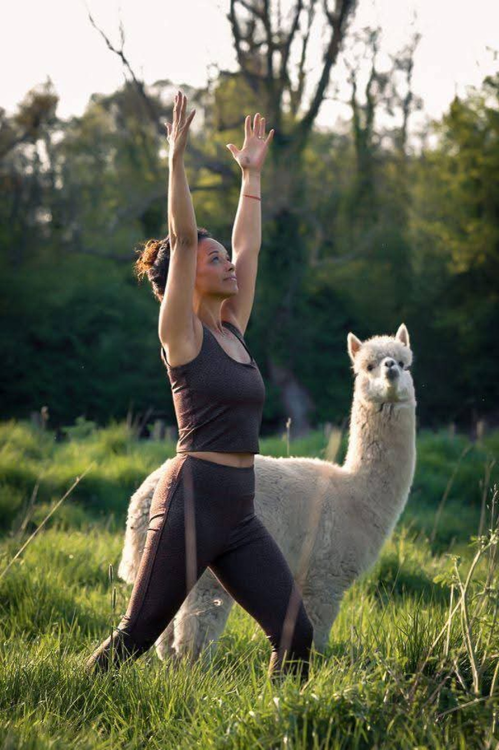 Yoga with Alpacas 