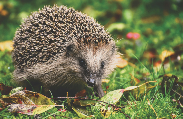 Hedgehog Highway Extension Day