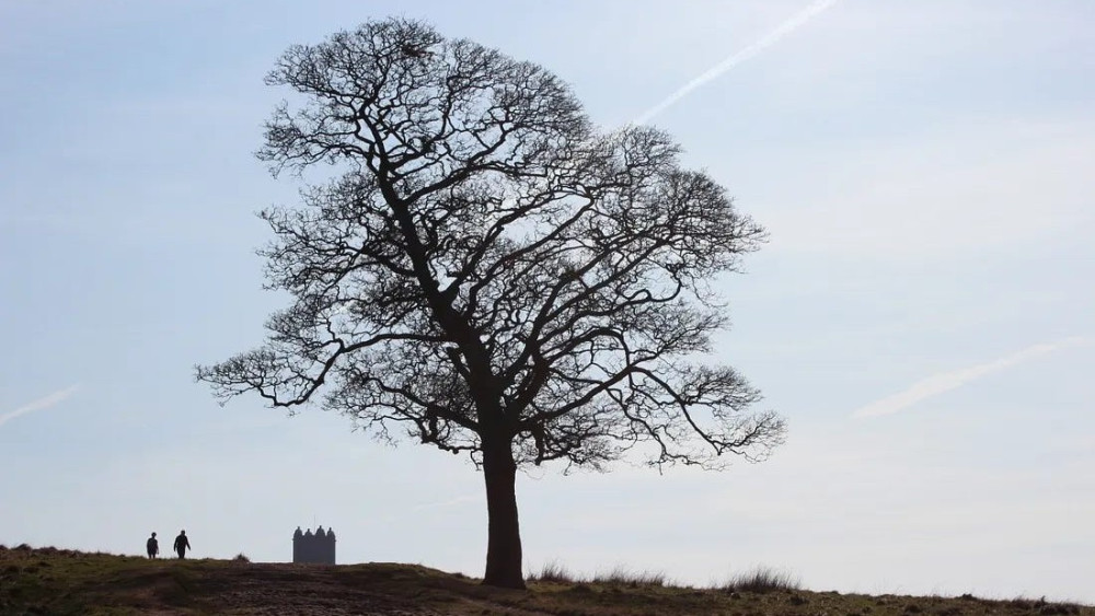 A tree at Lyme Park (Image - Nub News)