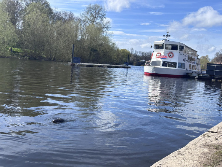 A grey seal was spotted in the River Dee last weekend (Image credit: ChesterBoat)