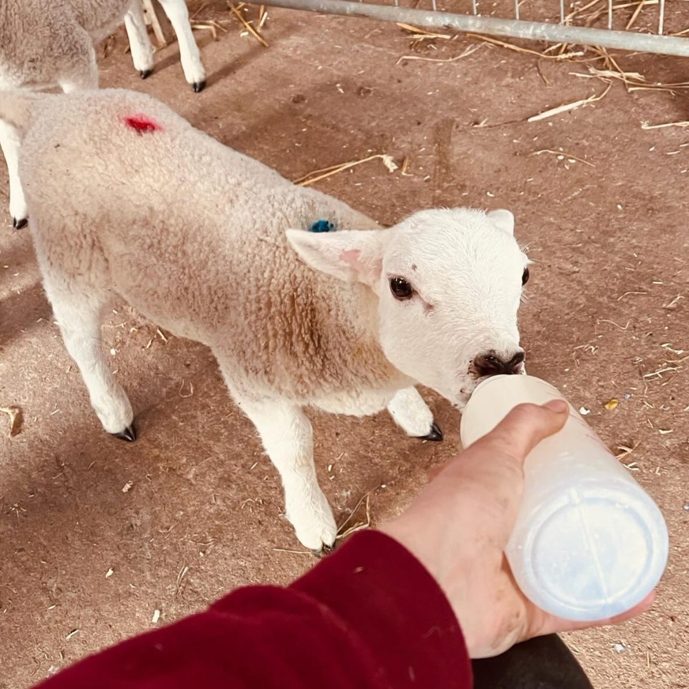 Celebrate Rutland Farm Park's final opening this weekend (Photo: Rutland Farm Park)