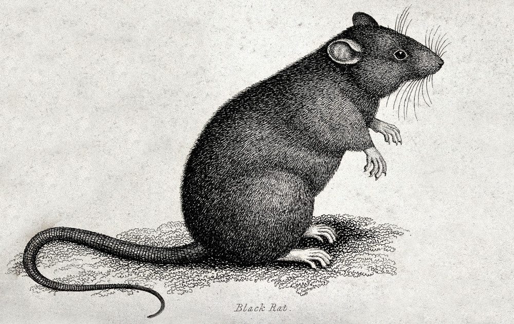 Macc Lit & Phil: The Disreputable Expoits of the Rat