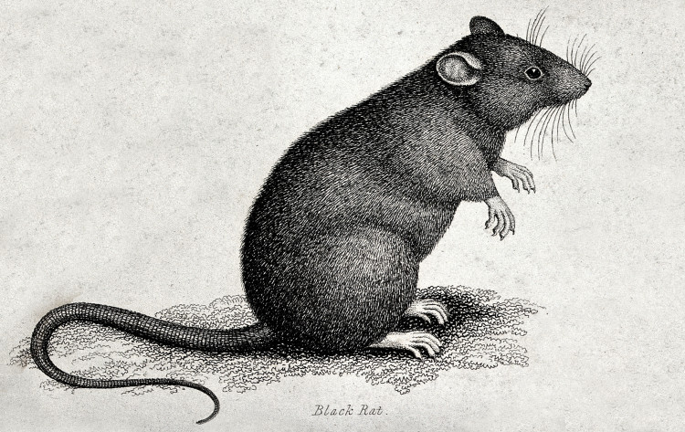 Macc Lit & Phil: The Disreputable Expoits of the Rat