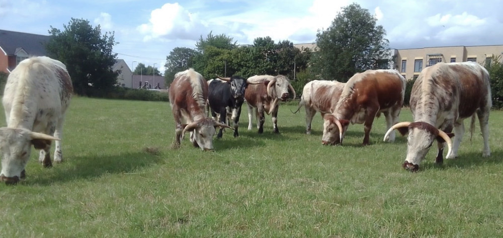At Purwell Meadows, conservation grazing has been introduced, with volunteers helping check livestock