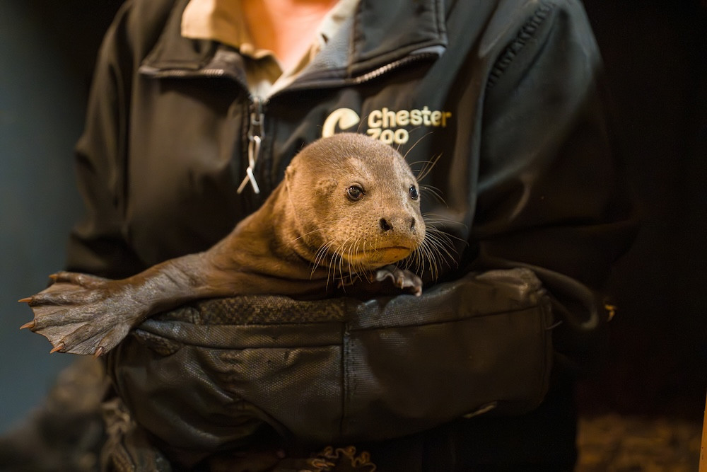 The triplets are the first of their kind to be born at the zoo in several years (Image via: Chester Zoo)