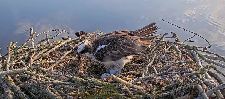 Rutland osprey Maya has laid her second egg (Photo: Rutland Osprey Project)