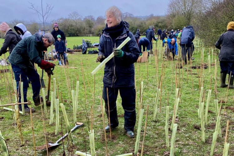 Rotary Club planting trees in Hitchin (Simon Maddison) 
