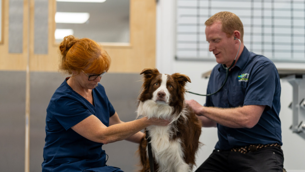 Wright and Morten Vets have joined the Dog Friendly Clinic Scheme, an initiative run by Dogs Trust and the British Veterinary Behaviour Association (Credit: Supplied)