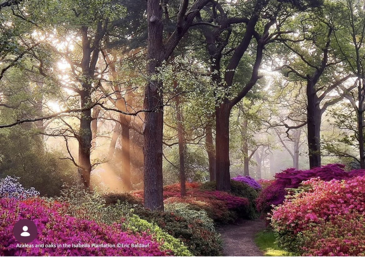 From the 2026 Calendar: Front Cover and April main image, 'Azaleas and oaks in the Isabella Plantation' (Credit: Eric Baldauf)