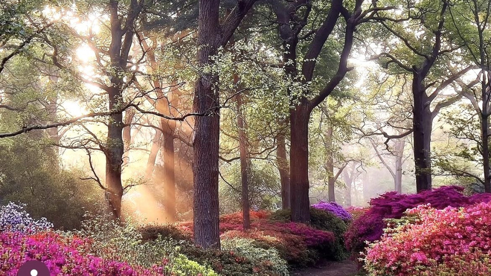 From the month of April in the 2026 calendar, 'Azaleas and oaks in the Isabella Plantation' (credit: Eric Baldauf).