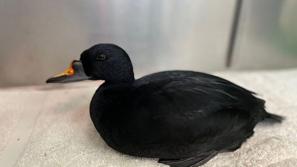This common scoter has been released back into the wild following a stint of rehabilitation at Nantwich's RSPCA Stapeley Grange Wildlife Centre (Photo: RSPCA).
