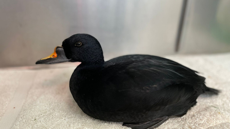 This common scoter has been released back into the wild following a stint of rehabilitation at Nantwich's RSPCA Stapeley Grange Wildlife Centre (Photo: RSPCA).