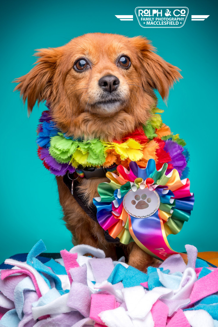Pooch of Pride Dog Show