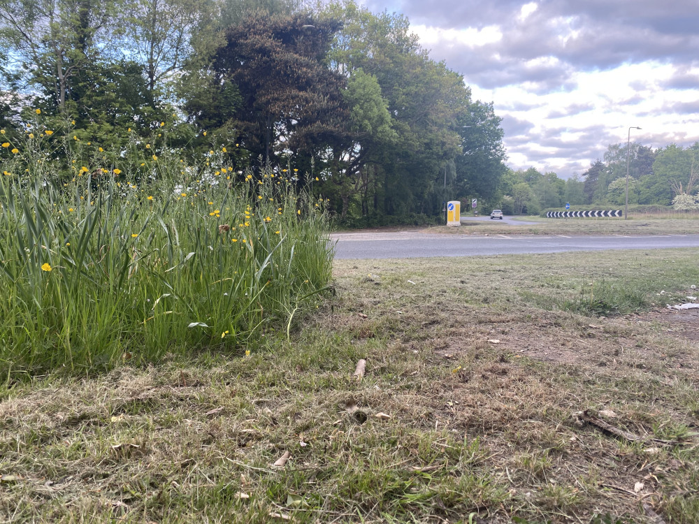 No Mow May is returning for 2026 (image by Nub News)