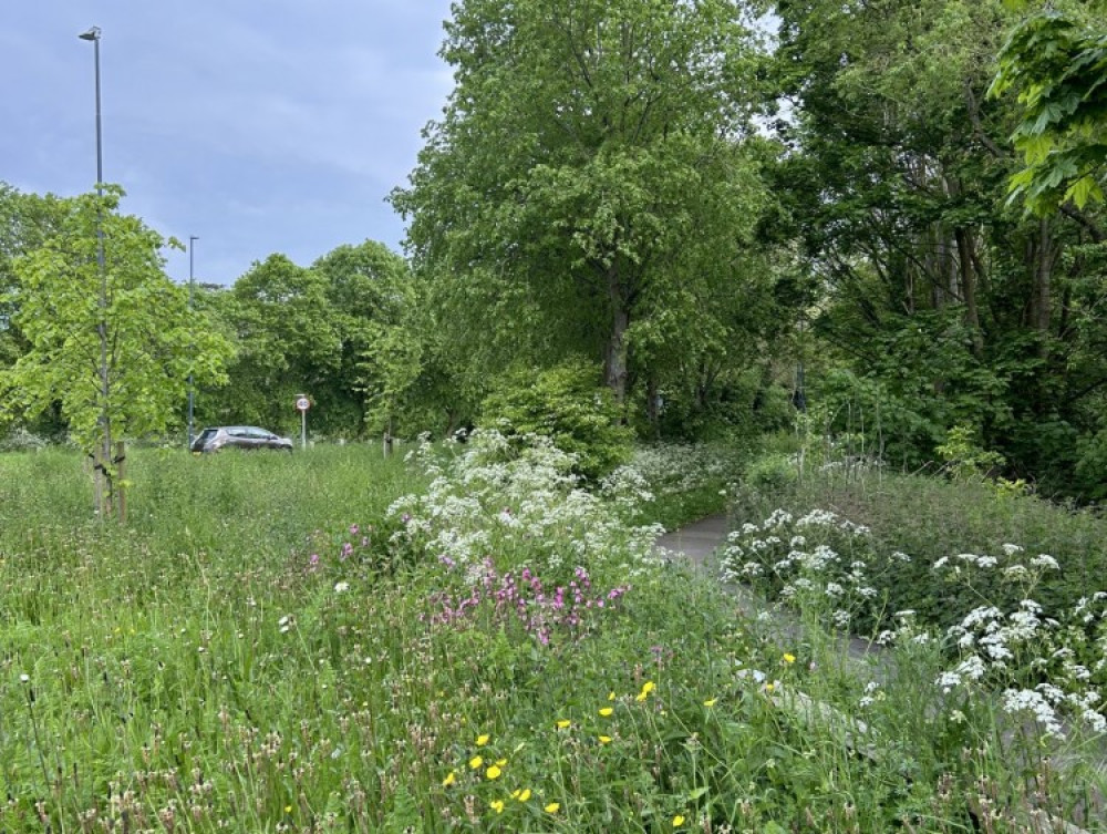 No Mow May is returning to Warwick (image via WDC)