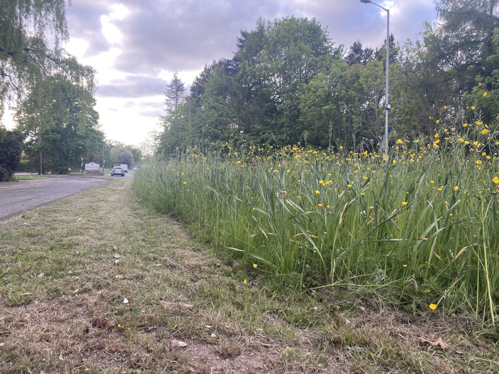 No Mow May is returning to Leamington Spa (image via WDC)