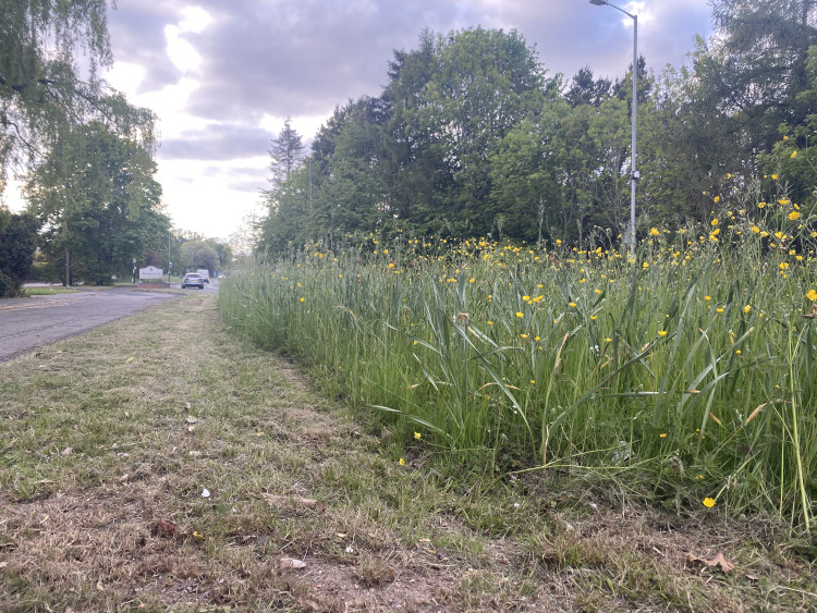 No Mow May is returning to Leamington Spa (image via WDC)