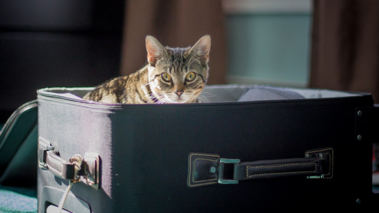 A major change impacting how pets can travel abroad will take effect this week (Credit: Pixabay)