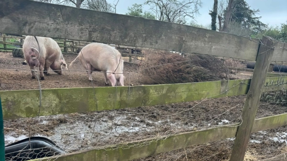 Wells animal sanctuary in Yarley seeks donations for fencing (Supplied image) 