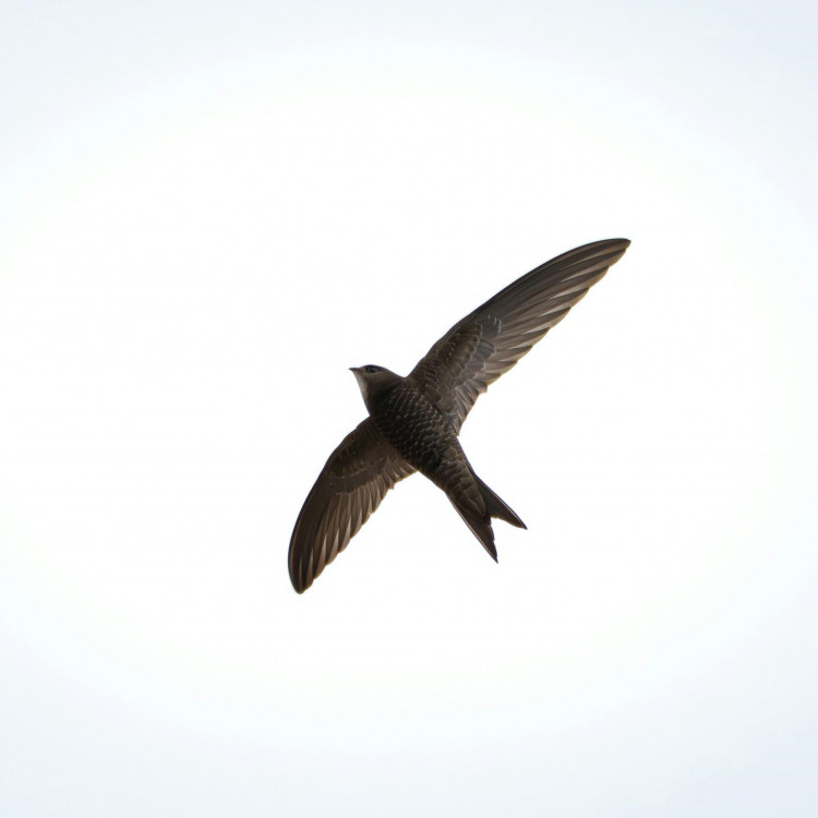 Swift Box Building