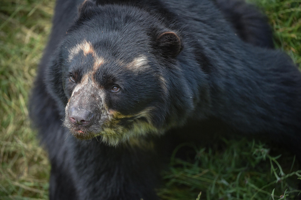 Andean bears are the species behind the much-loved Paddington Bear (Image via: Chester Zoo)