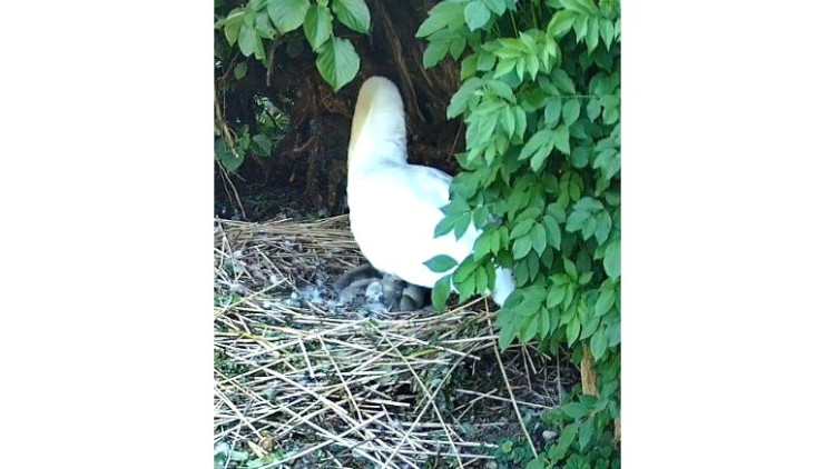 In Wells, the first cygnets of Grace and Gabriel hatched at the Bishop’s Palace, delighting Swan Cam viewers as Gabriel dutifully guards the nest.